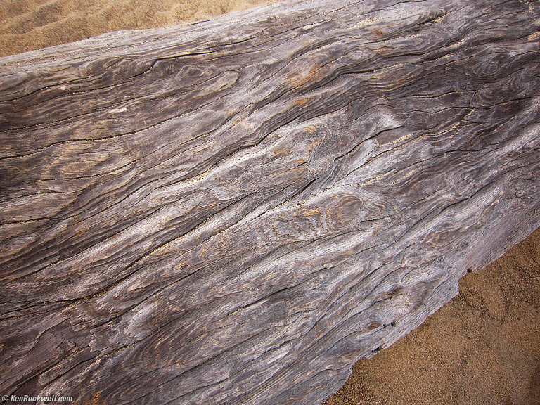 Drift Trunk, Abbotts Lagoon, West Marin, California, 7:09 PM.