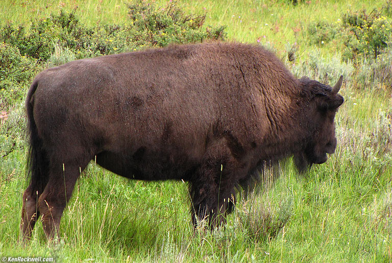 Bison