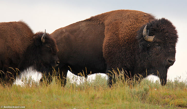 Bison