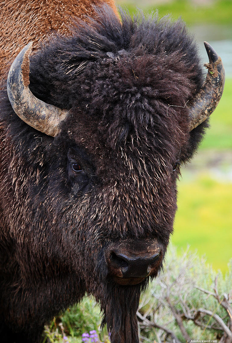 Bison