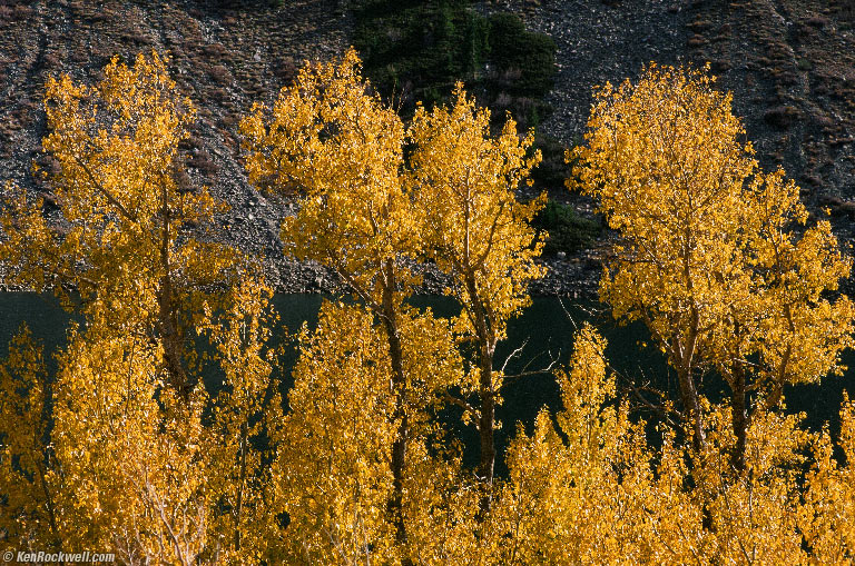Three Yelow Tree
