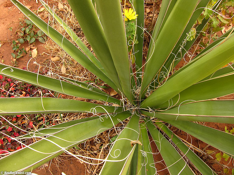 Yucca, San Juan Inn, Mexican Hat, Utah, 11:46 AM.