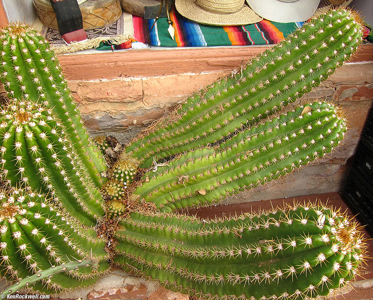 Cactus, San Juan Inn, Mexican Hat, Utah, 11:58 AM. 