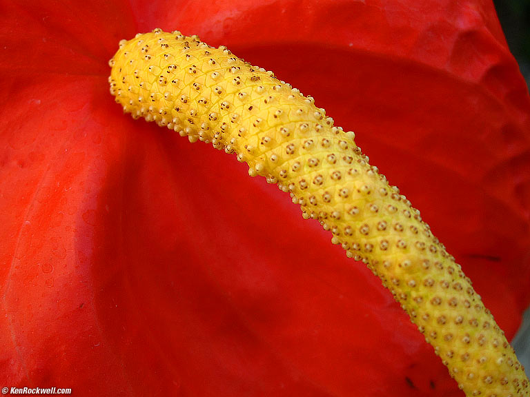Dildoplant (Oxydendrum phallus), Planting Fields Arboretum, Oyster Bay, Long Island