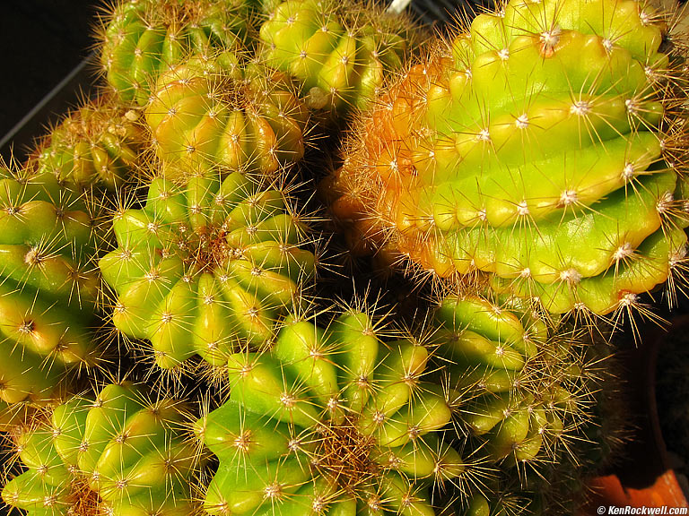 Phallus vectii, Planting Fields Arboretum, Oyster Bay, Long Island
