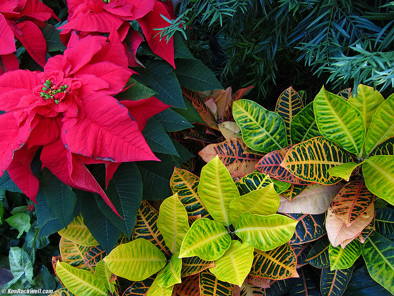 Magenta and Green, Planting Fields Arboretum, Oyster Bay, Long Island