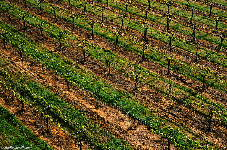 Gold Hill Vineyard, Placerville, California.