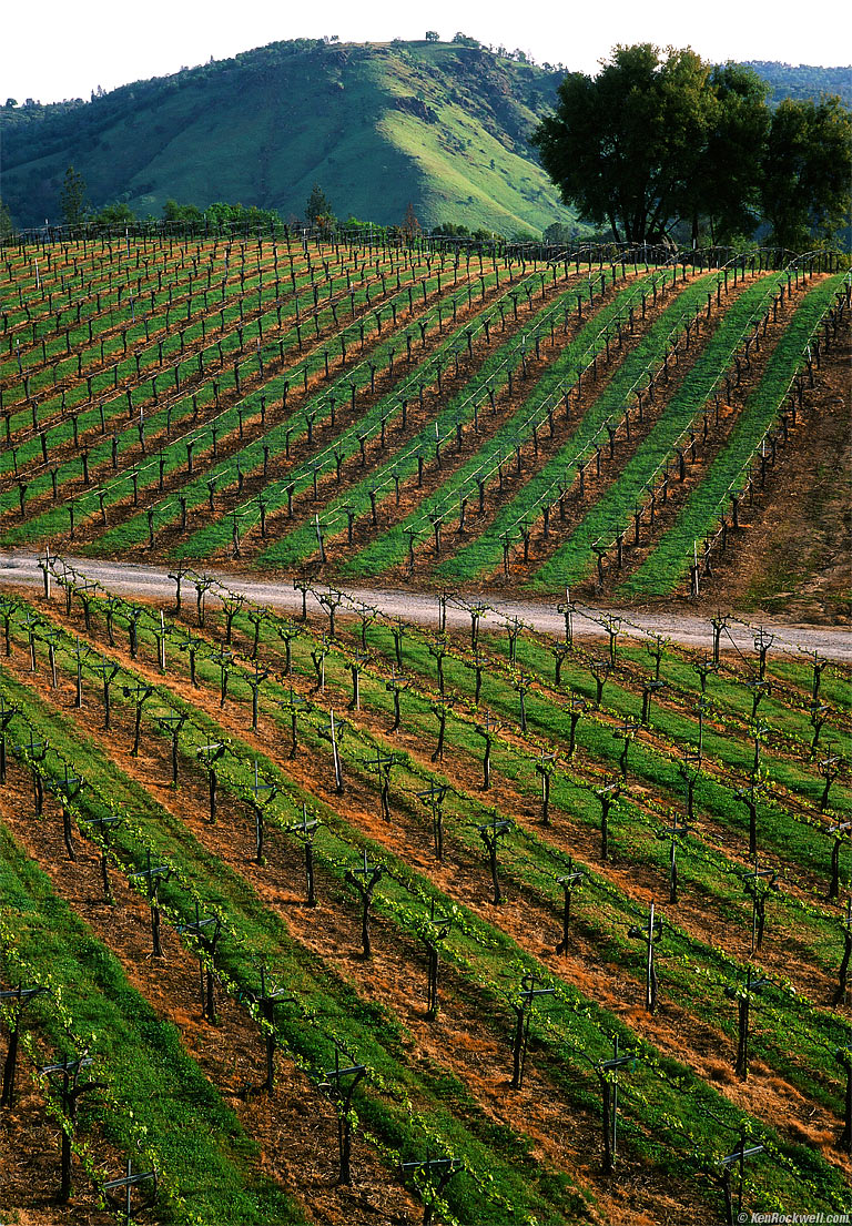 Gold Hill Vineyard, Placerville, California.