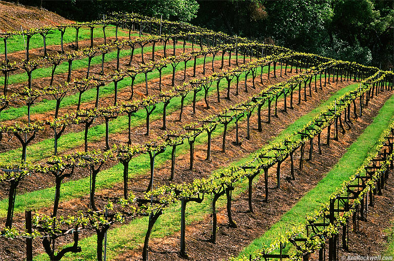 Gold Hill Vineyard, Placerville, California.