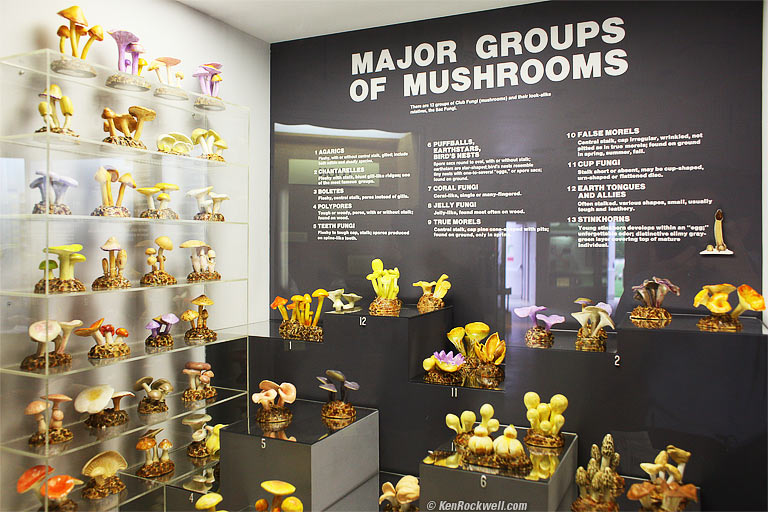 Mushroom Room, Tackapausha Preserve, Seaford, Long Island, 3:55 PM.