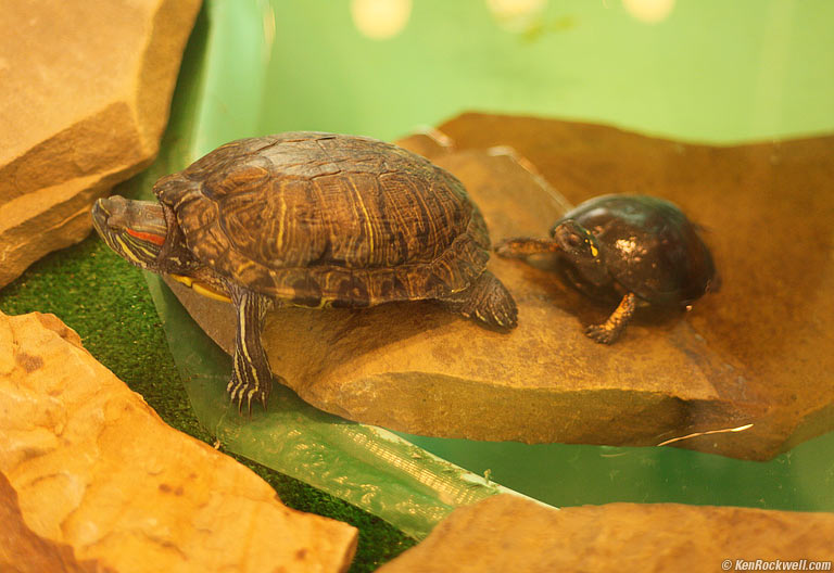 Turtles! Tackapausha Preserve, Seaford, Long Island, 4:03 PM