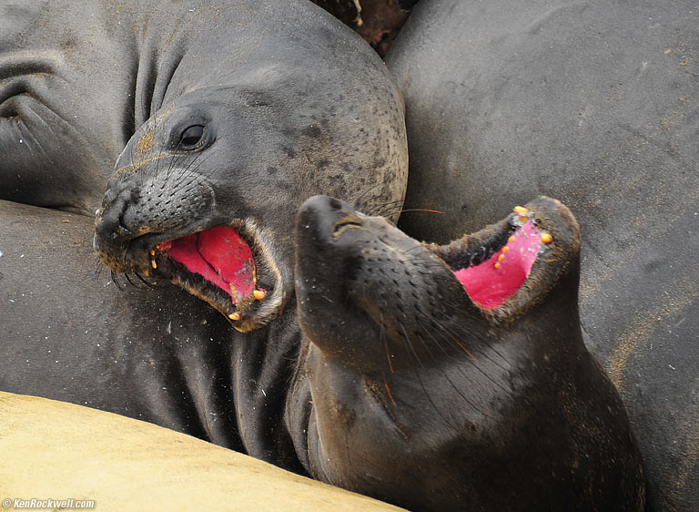 Elephant Seals, Piedras Blancas, California, 7:15 AM.