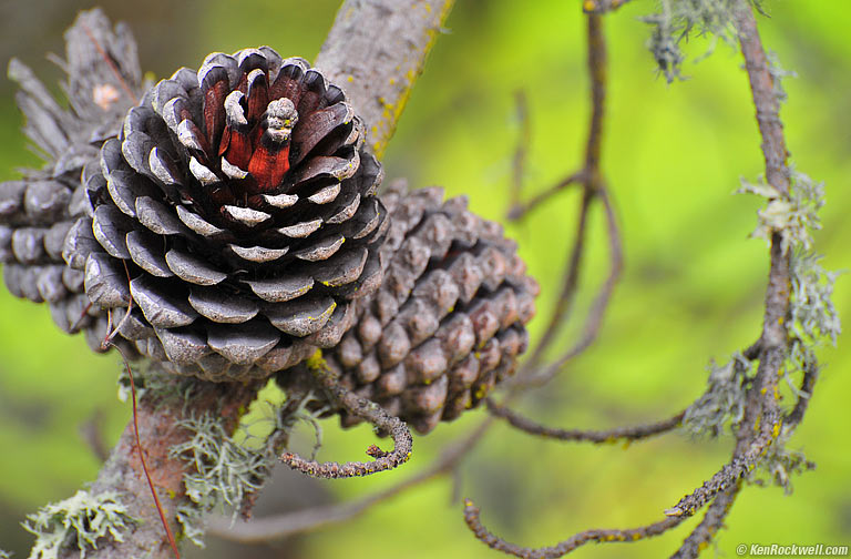 Pine Cone, San Simeon, California, 8:11 AM.