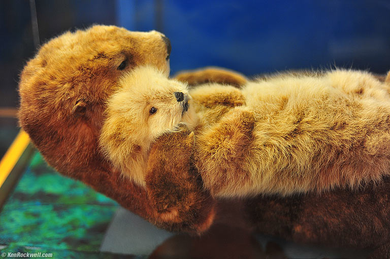 Otters, Monta&ntilde;a de Oro, California, 1:49 PM.