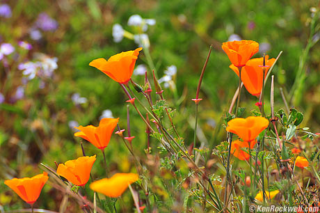 Poppies, Monta&ntilde;a de Oro