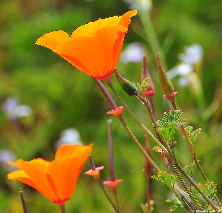 Poppies, Monta&ntilde;a de Oro, California, 2:18 PM.
