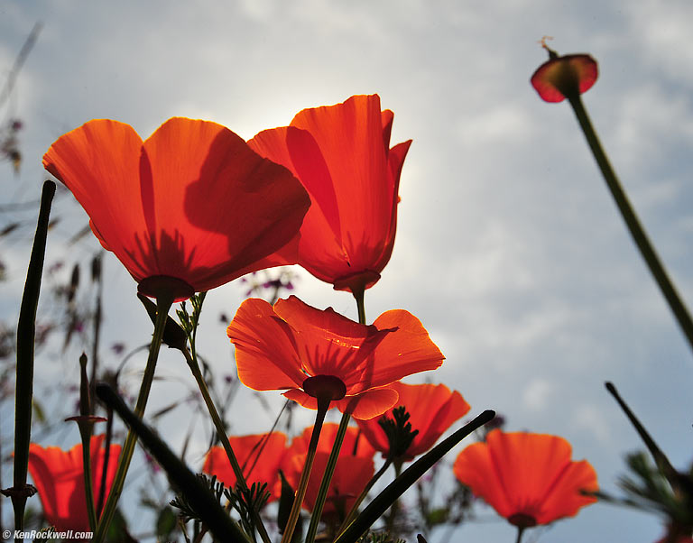 Poppies, Monta&ntilde;a de Oro, California, 3:55 PM.