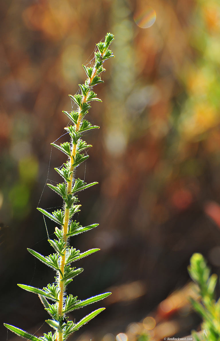 Weed, San Simeon, California, 7:26 AM.