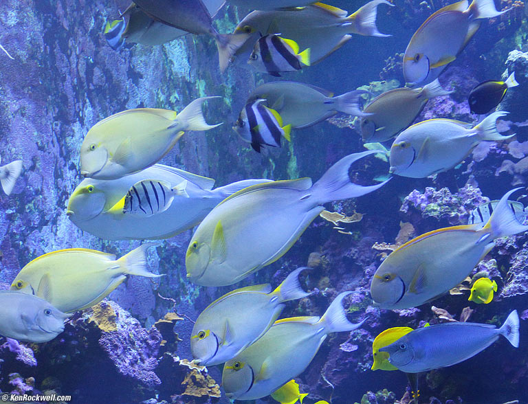 Smiley fish, Maui Ocean Center, 1:34 PM. 
