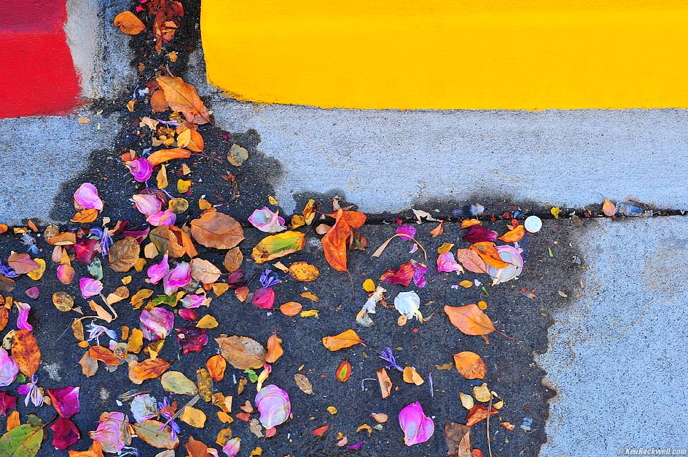 Leaves by the Chinese, Petaluma