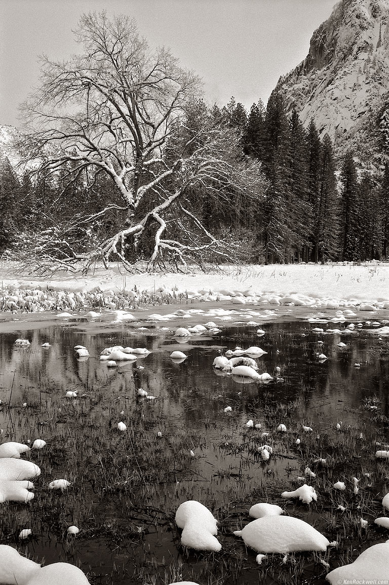 Tree and Snowy Rocks in River, Yosemite