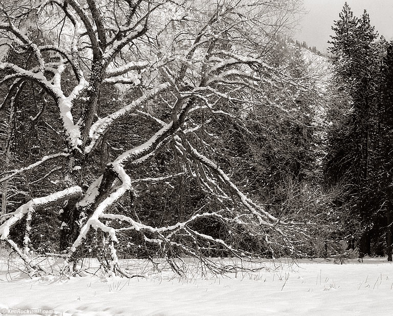 Walking Tree, Yosemite