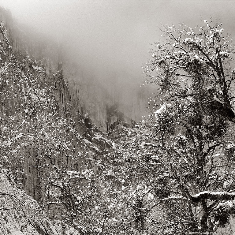 Trees in front of a Mountain with Fog, Yosemite