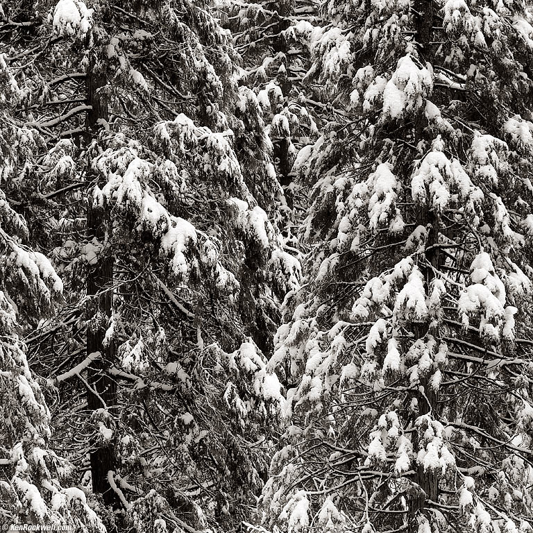 Trees by Le Conte, Yosemite