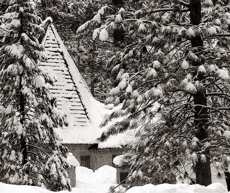 Trees by Le Conte, Yosemite