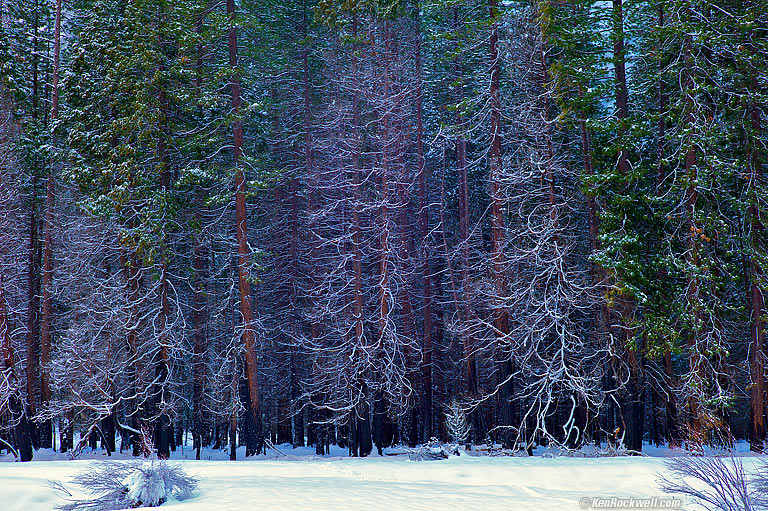 Ice Forest, Yosemite