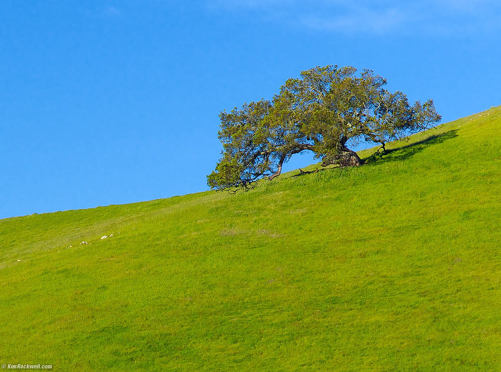 Oak, San Luis Obispo