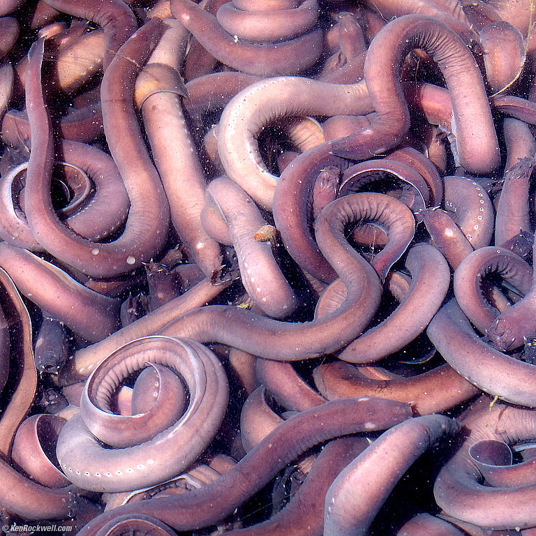 Icky Slime Eels, Morro Bay Harbor