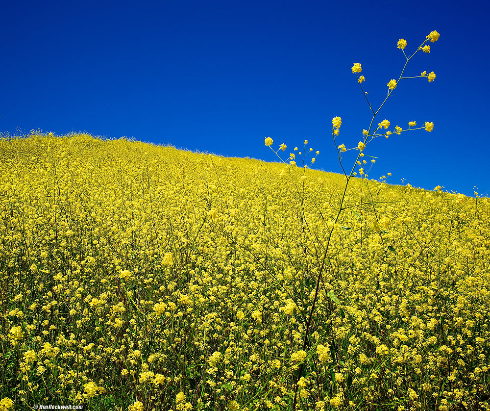 Mustard, Drum Canyon Road, California, 