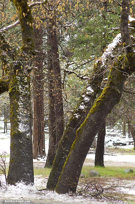 Trees, Yosemite Valley