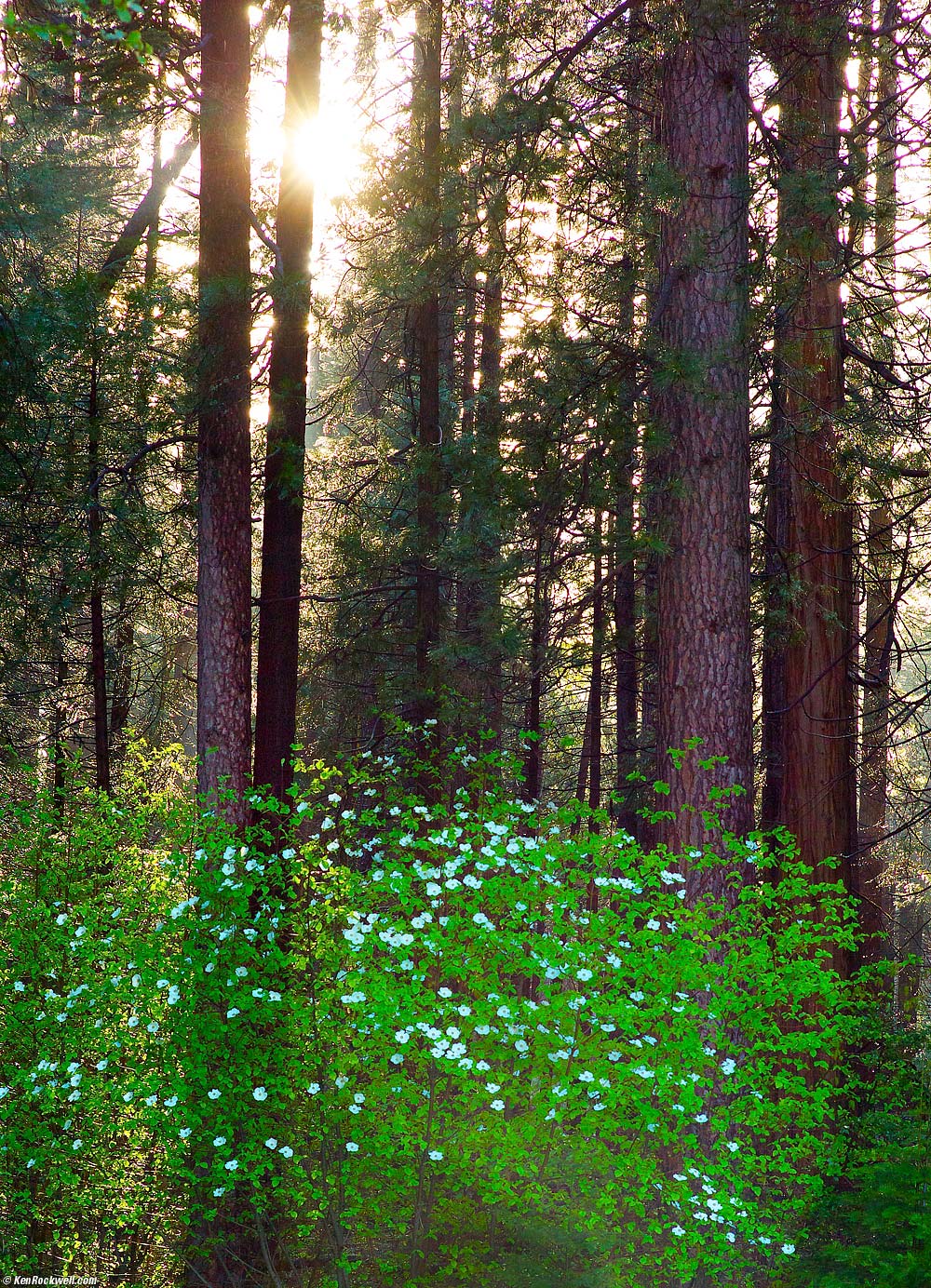 Backlight, Gates of the Valley, Yosemite Valley