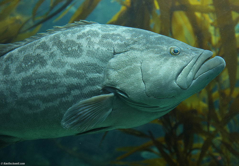 Big Fish, Scripps Aquarium