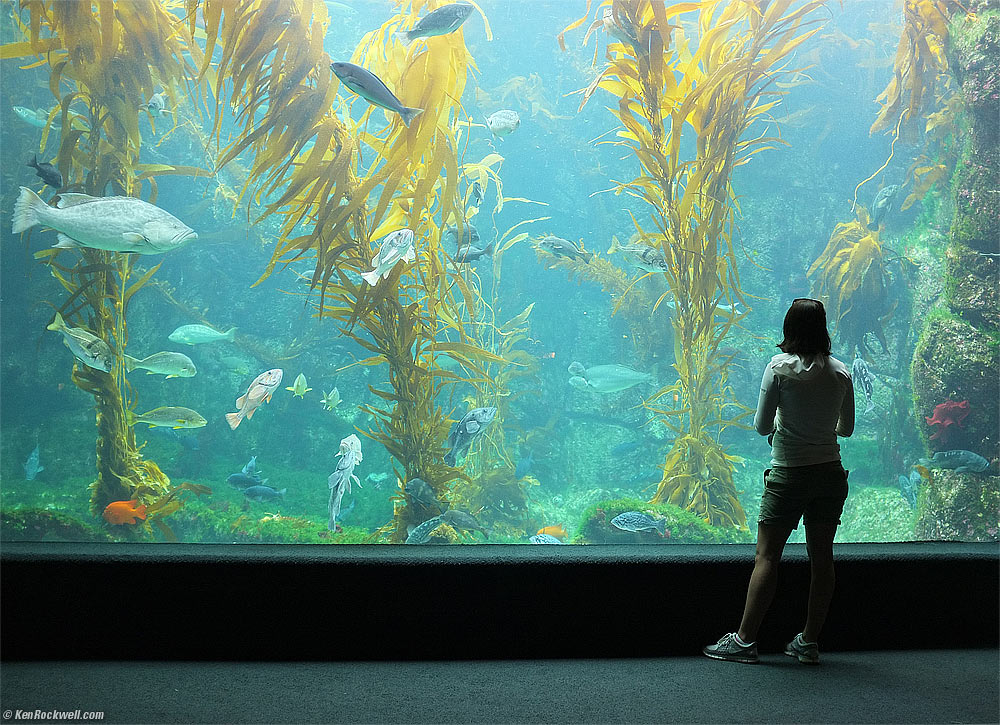 Laura, Scripps Aquarium