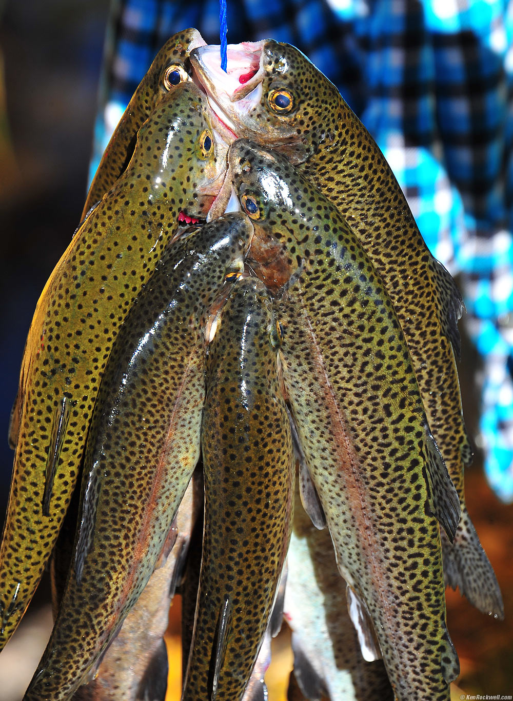 Trout, June Lake Loop