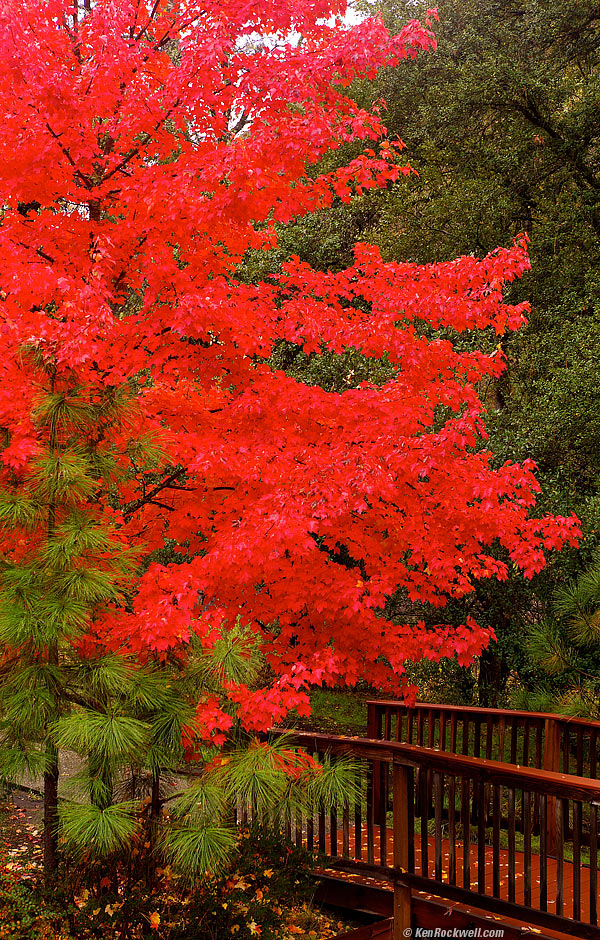 Red Tree, El Portal, 20 Nov 2011