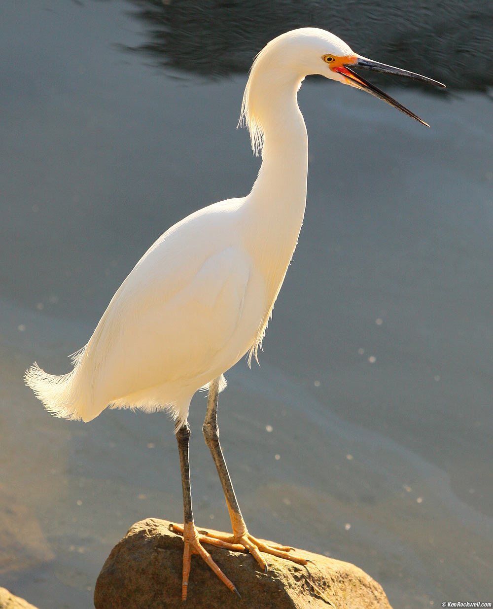 Egret, Oceanside Harbor