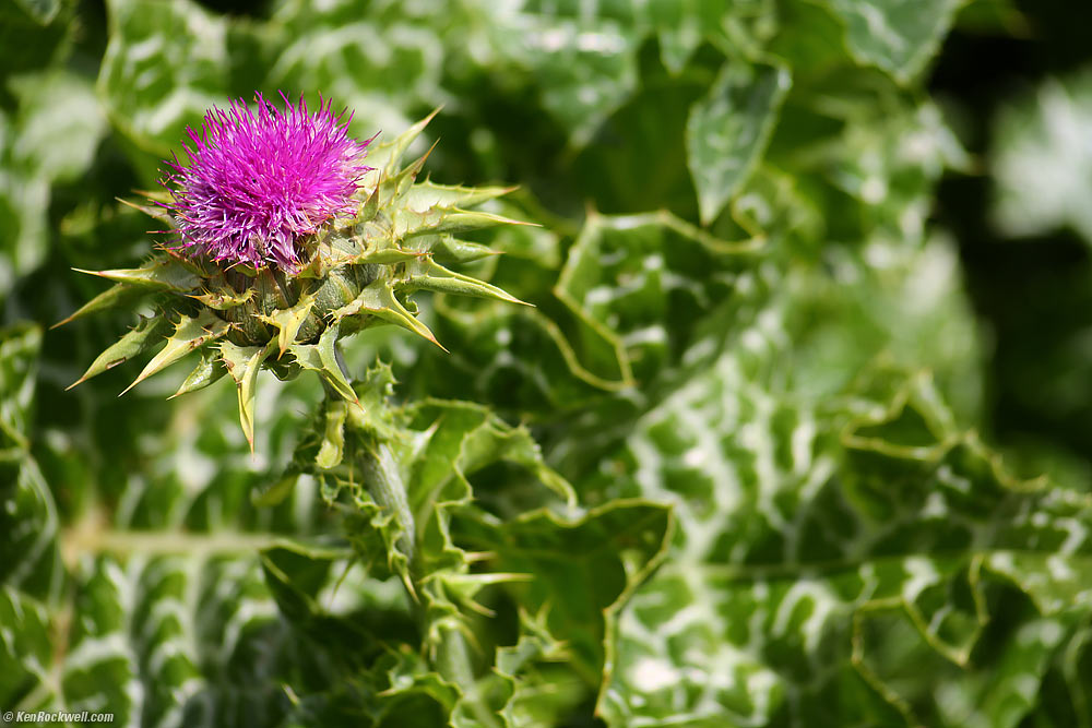 Thistle, See Canyon, San Luis Obispo