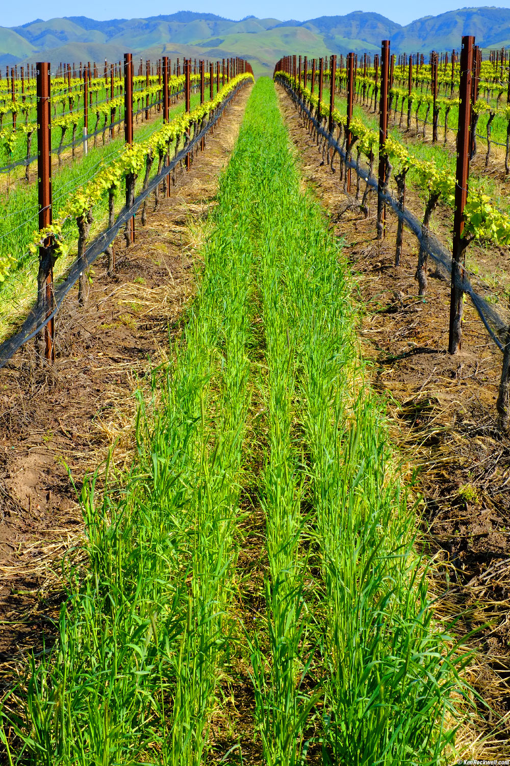 San Luis Obispo Vinyard,15 April 2012