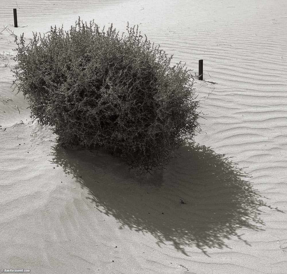 Burning Bush, Barstow