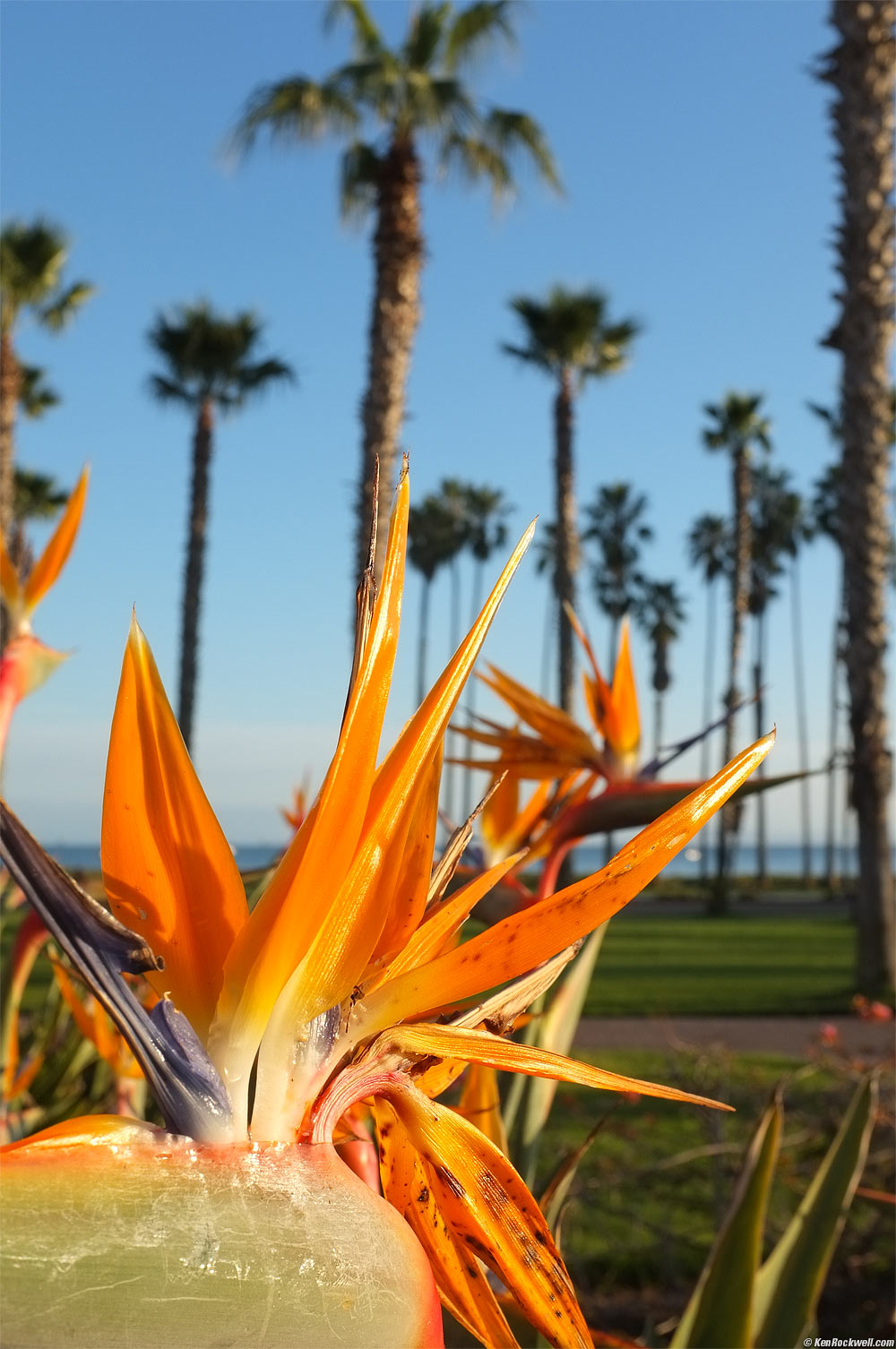Palms and Bird of Paradise, 4:35 PM.