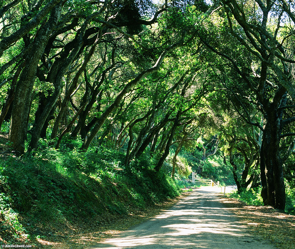 Tree Tunnel, San Luis Obispo See Canyon