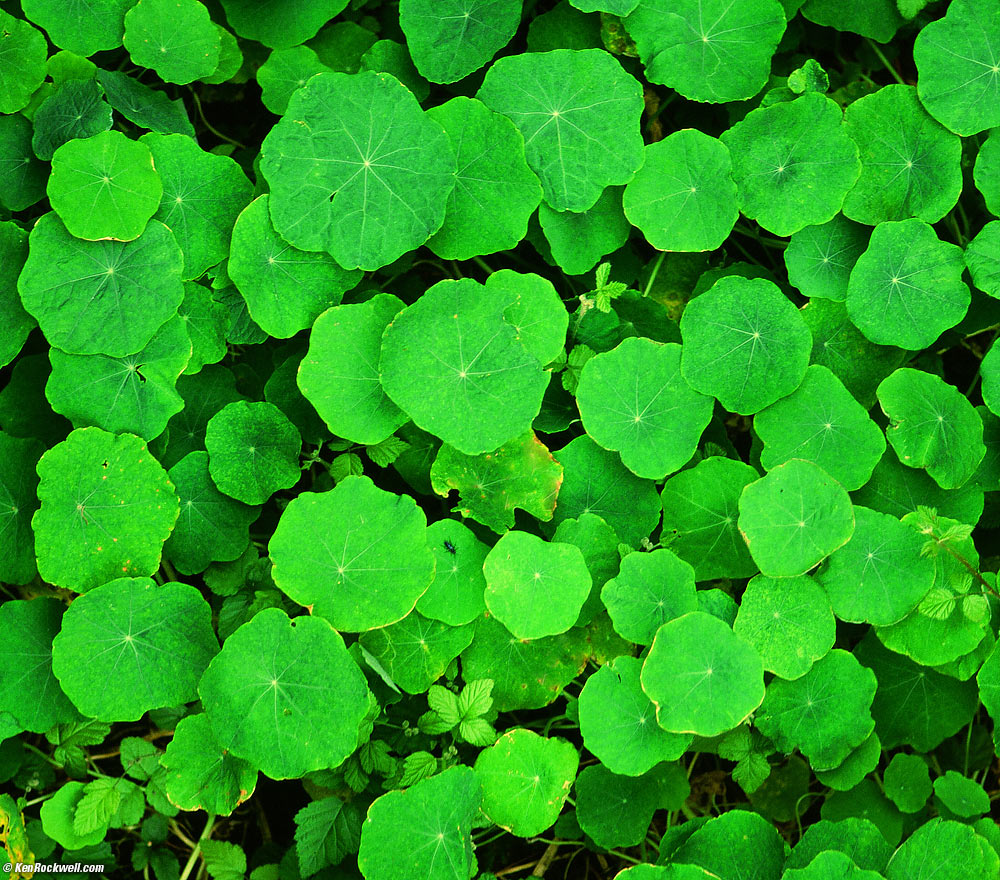 Green, Monta&ntilde;a de Oro