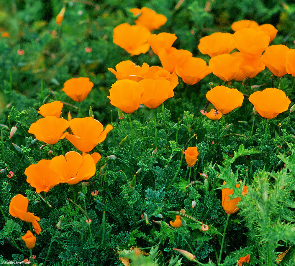 Poppies, Monta&ntilde;a de Oro