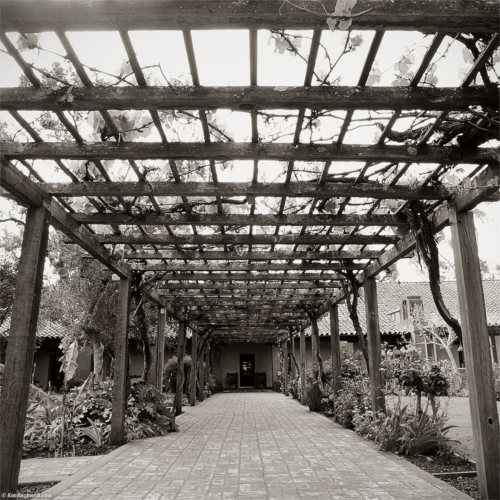 Grape Vines, Mission San Luis Obispo