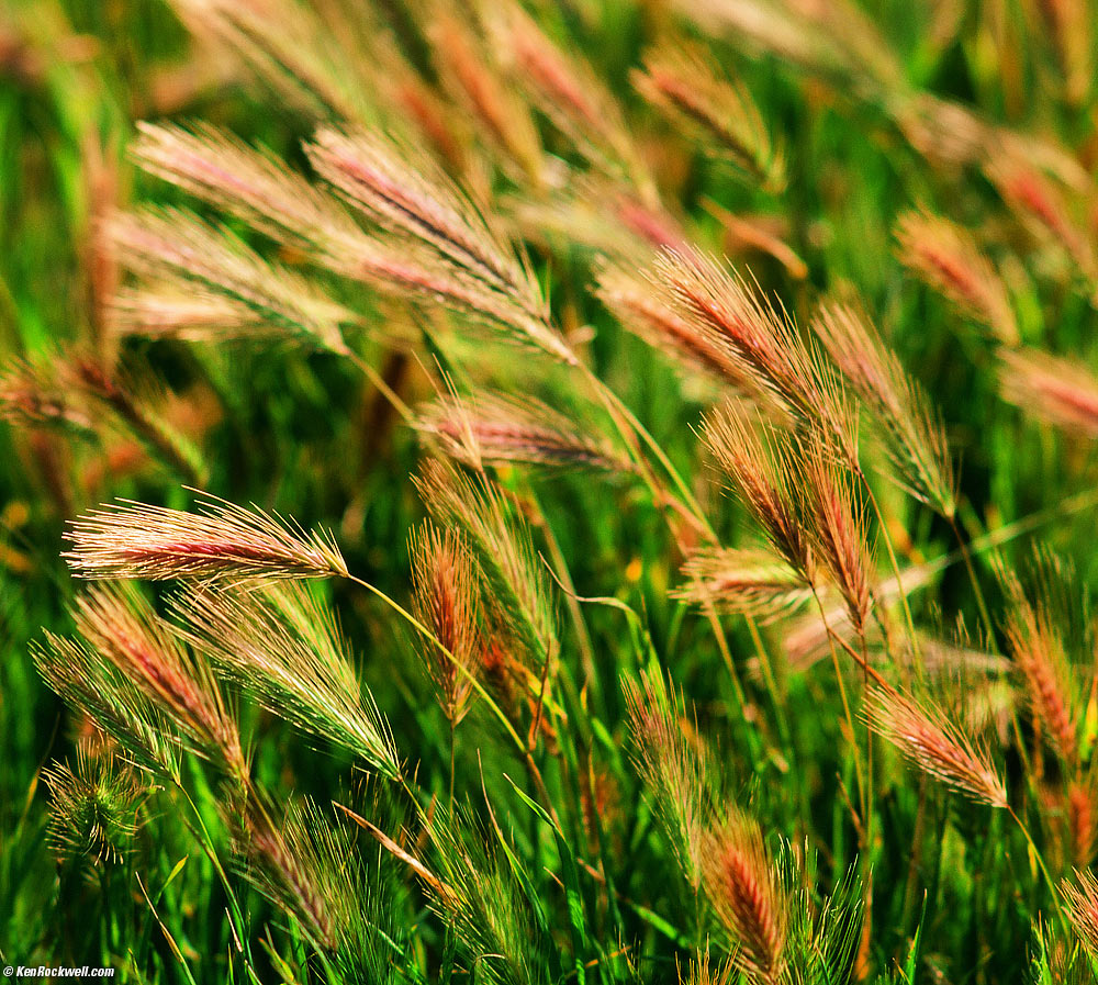 Grass, Ragged Point