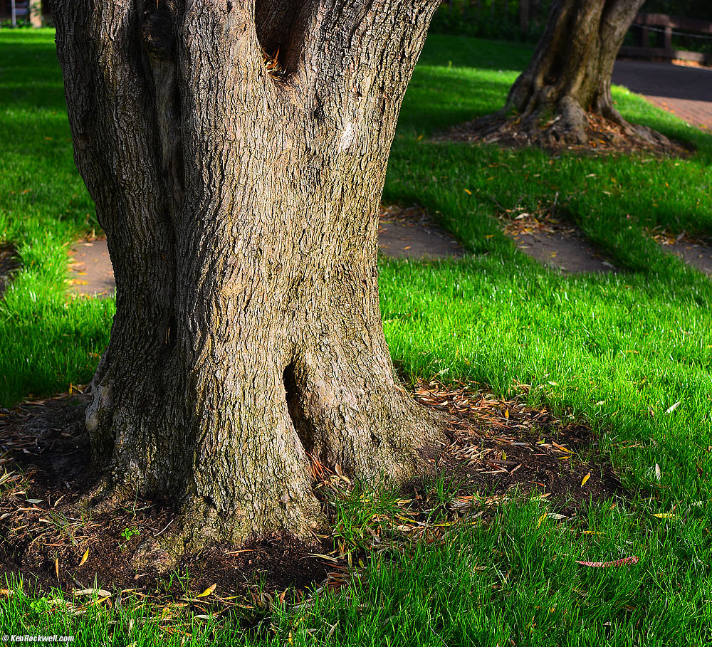 Trees west of Mission San Luis Obispo,